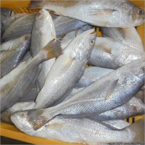 Koli /Silver Croaker 4-5 pcs/kg-500gm