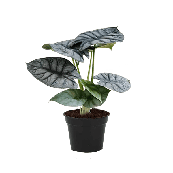 Alocasia Silver Dragon
