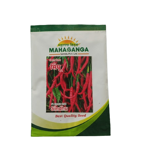 Chilli Sindhu