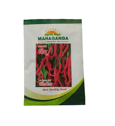 Chilli Sindhu