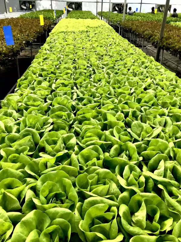 Butterhead Lettuce 250gms - IDRO Fresh
