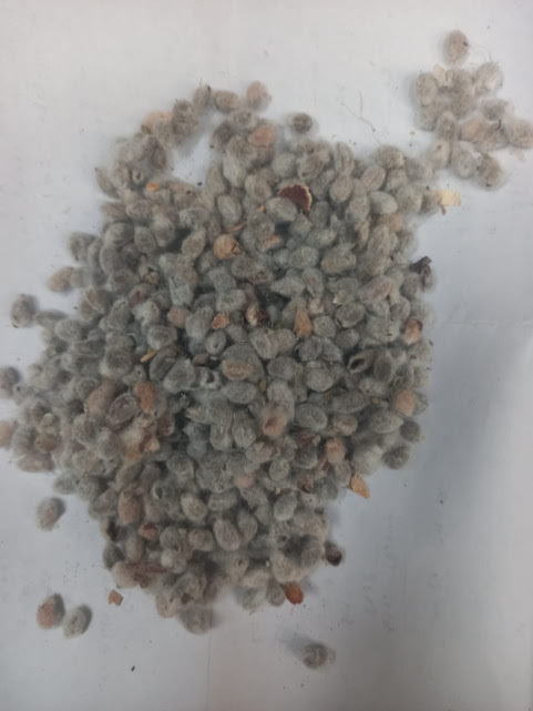 Small Cotton Seeds (Gujarath)