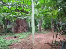 Long, crisp Snake Gourd