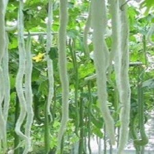 Long, crisp Snake Gourd