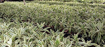 Song of India (Foliage Shrub)