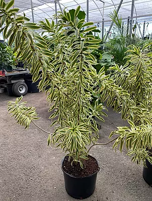 Song of India (Foliage Shrub)