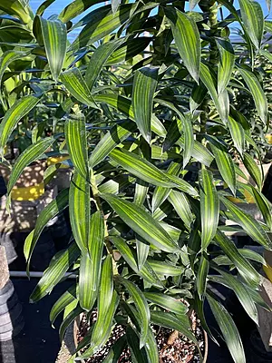 Song of Jamaica (Foliage Shrub)