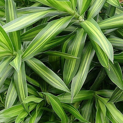 Song Of Jamaica(Foliage)