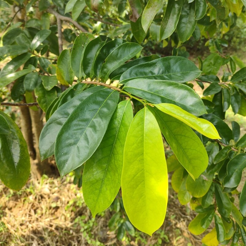 Fresh Soursop Leaves