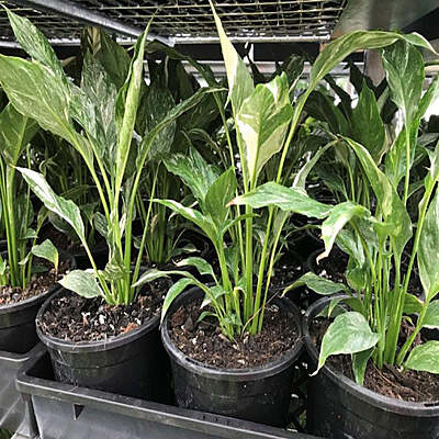 Spathiphyllum Domino