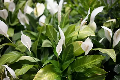 Spathiphyllum Maracay