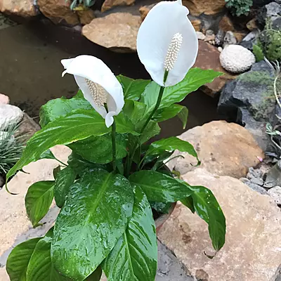 Spathiphyllum Maracay