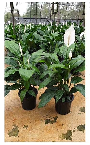 Spathiphyllum Maracay