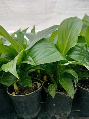 Spathiphyllum Sensation