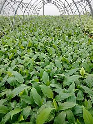 Spathiphyllum Sensation