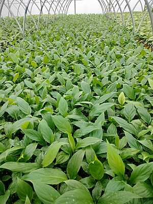 Spathiphyllum Sensation