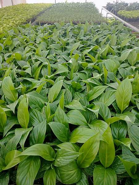 Spathiphyllum Sensation