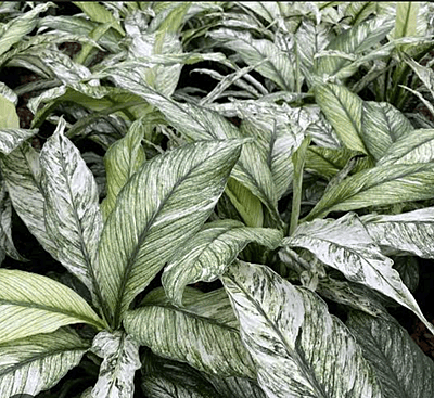 Spathiphyllum Sensation Variegeted Spathiphyllum Sensation Variegeted
