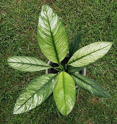 Spathiphyllum Sensation Variegeted Spathiphyllum Sensation Variegeted