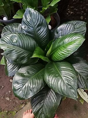 Spathiphyllum Sensation Dwarf
