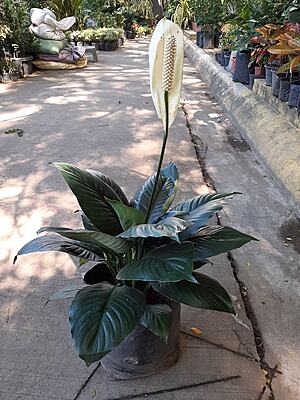 Spathiphyllum Sensation Dwarf