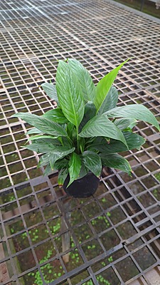 Spathiphyllum Mojo