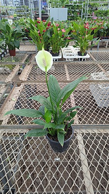 Spathiphyllum Mojo