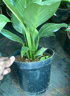 Spathiphyllum Variegated