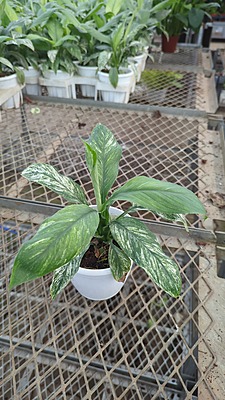 Spathiphyllum Variegated