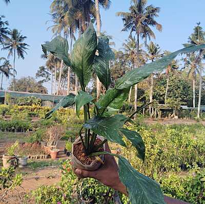 Spathiphyllum Domino