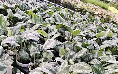 Spathiphyllum Domino