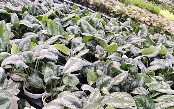 Spathiphyllum Domino