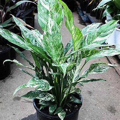 Spathiphyllum Variegated