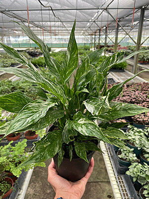Spathiphyllum Variegated