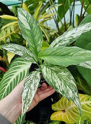 Spathiphyllum Variegated