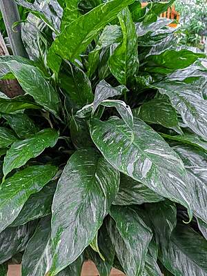 Spathiphyllum Variegated