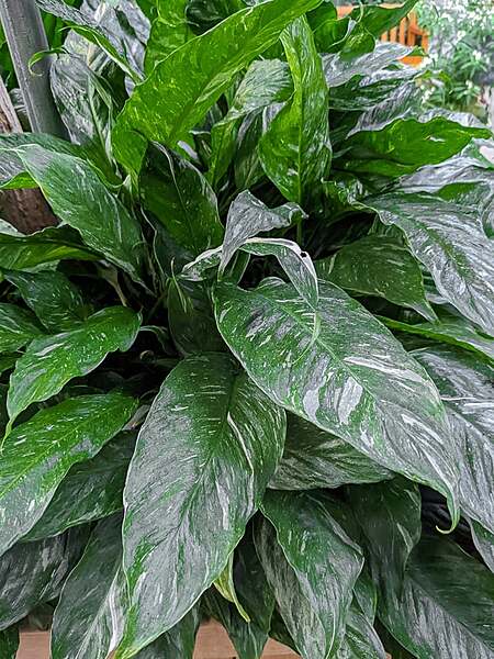 Spathiphyllum Variegated