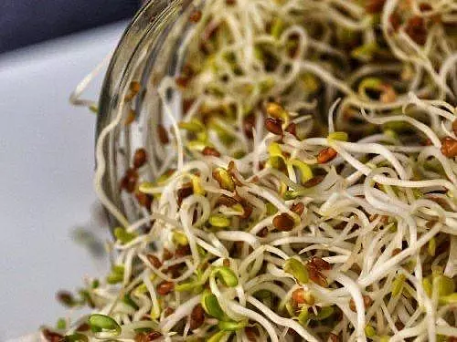 Spring Mix Sprouts With Peanuts 60 gms - Love Green Life
