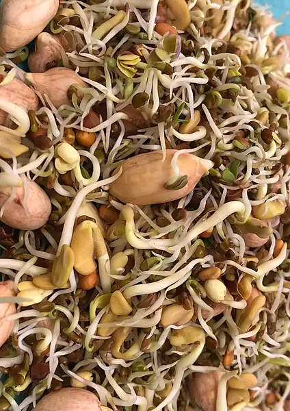 Spring Mix Sprouts 20 gms - Love Green Life