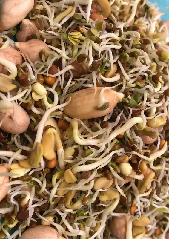 Spring Mix Sprouts 20 gms - Love Green Life