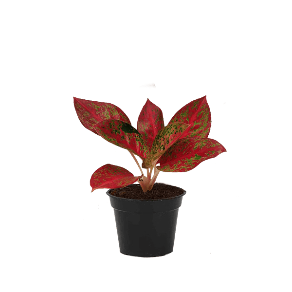 Aglaonema Stardust Red