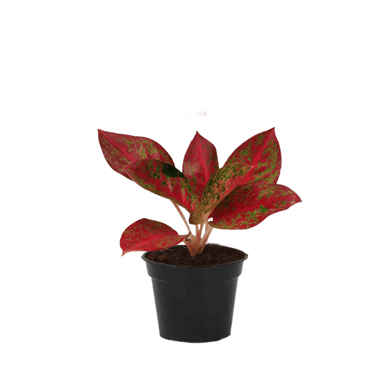 Aglaonema Stardust Red