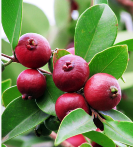 Strawberry Guava – Sweet, Tangy & Fragrant