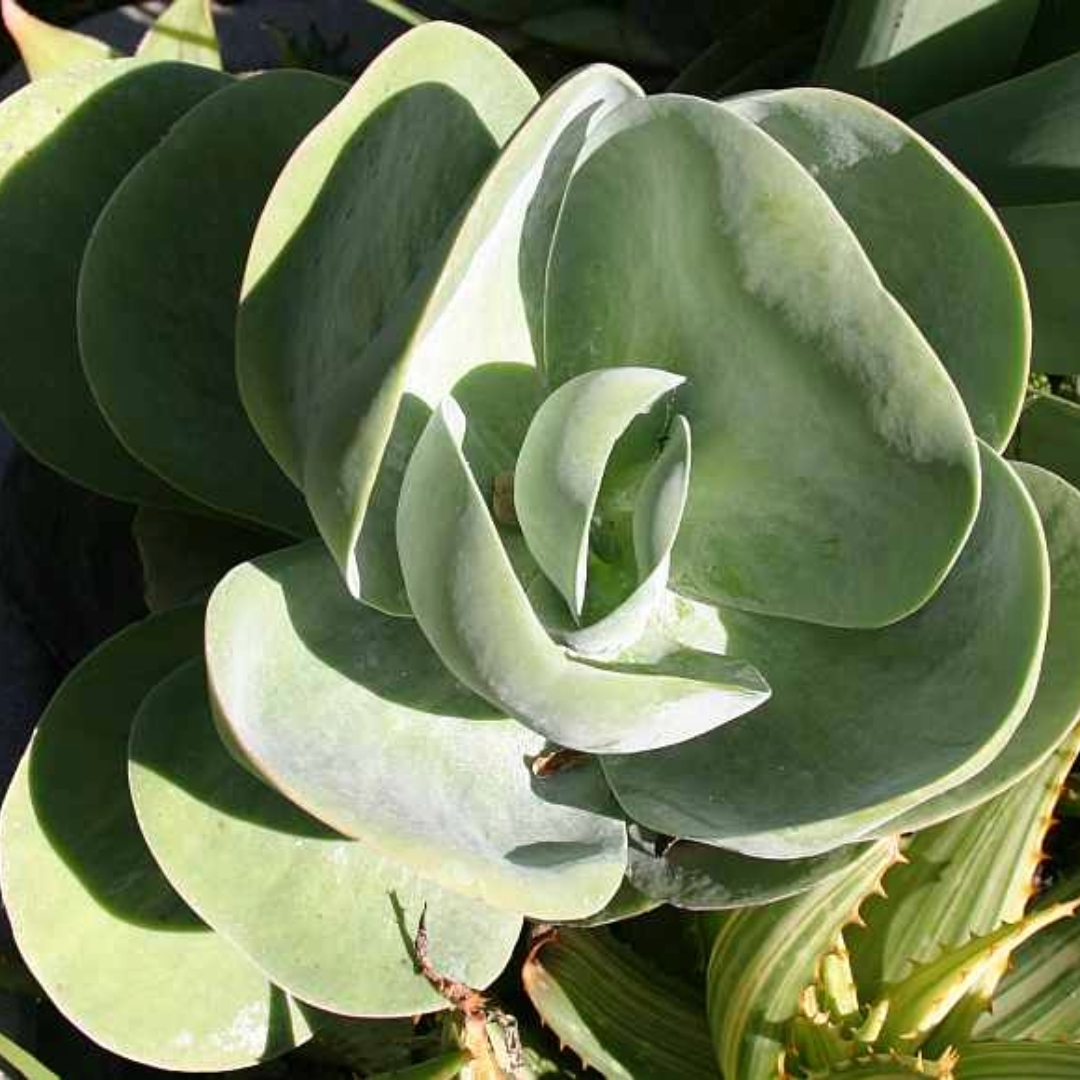 Succulent Succulent