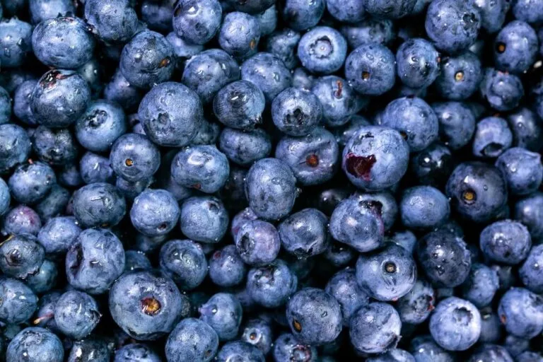 Blueberry Sun Lucia (125 gm)