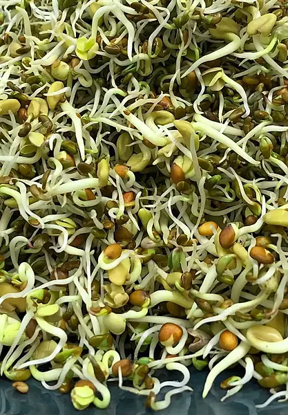 Super 6 Mix Sprouts 20 gms - Love Green Life