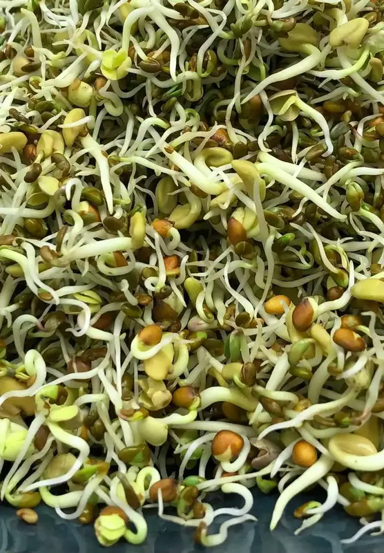 Super 6 Mix Sprouts 20 gms - Love Green Life