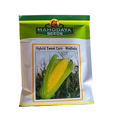 Hybrid Sweet Corn Madhula by Mahodaya Seeds