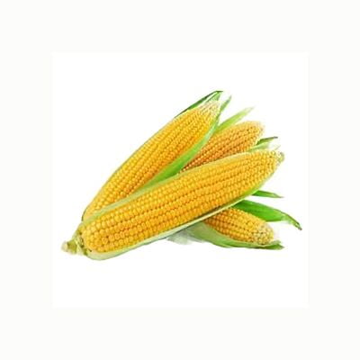 SWEET CORN