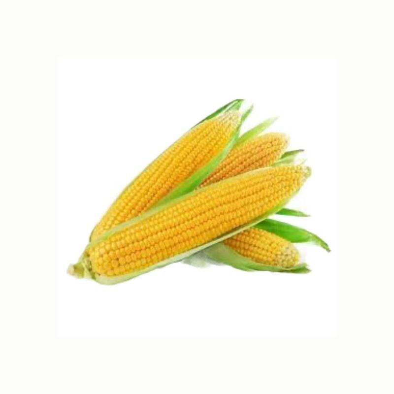 SWEET CORN